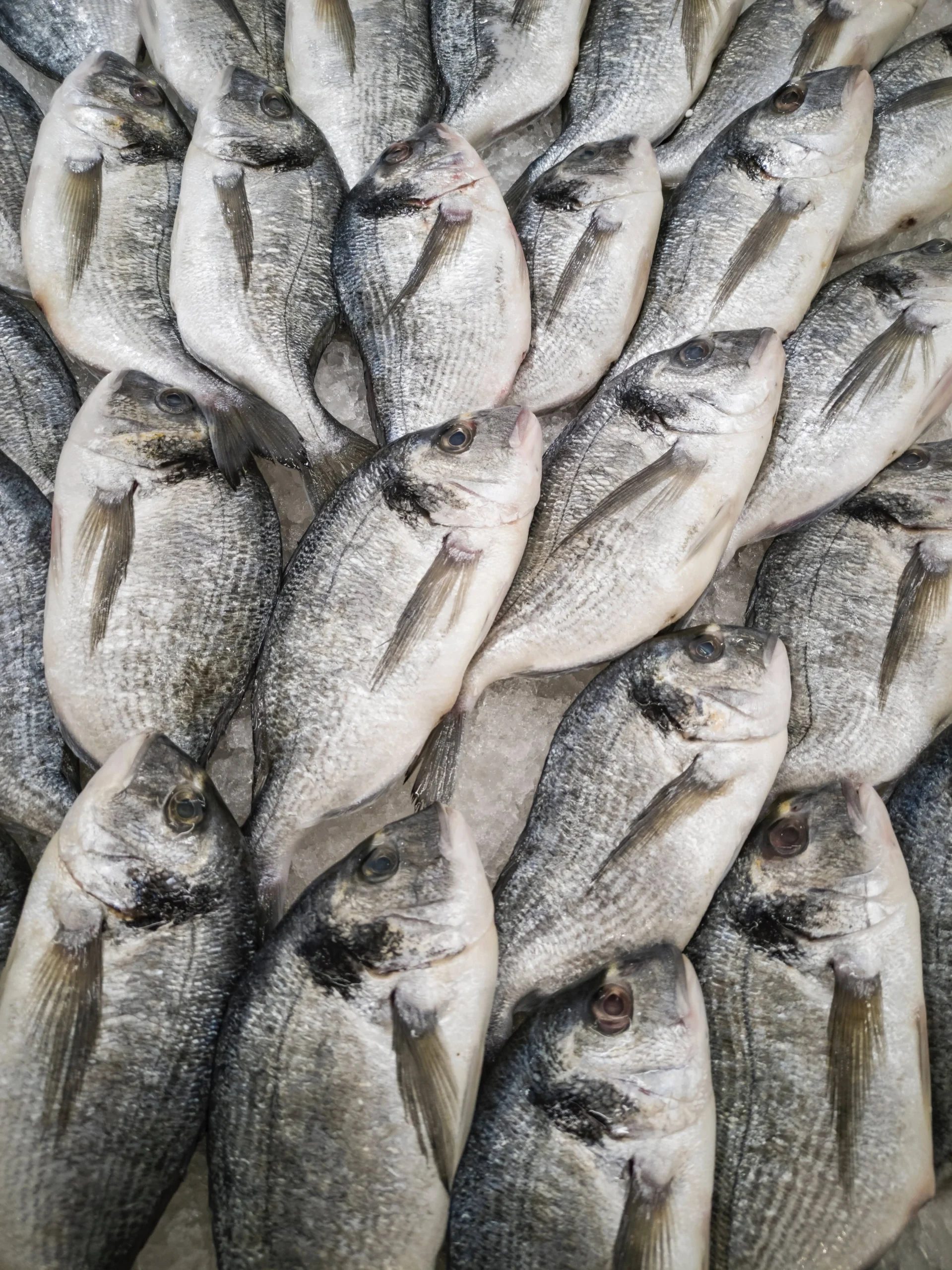 Fresh seabream prepared by a private villa chef in South of France.