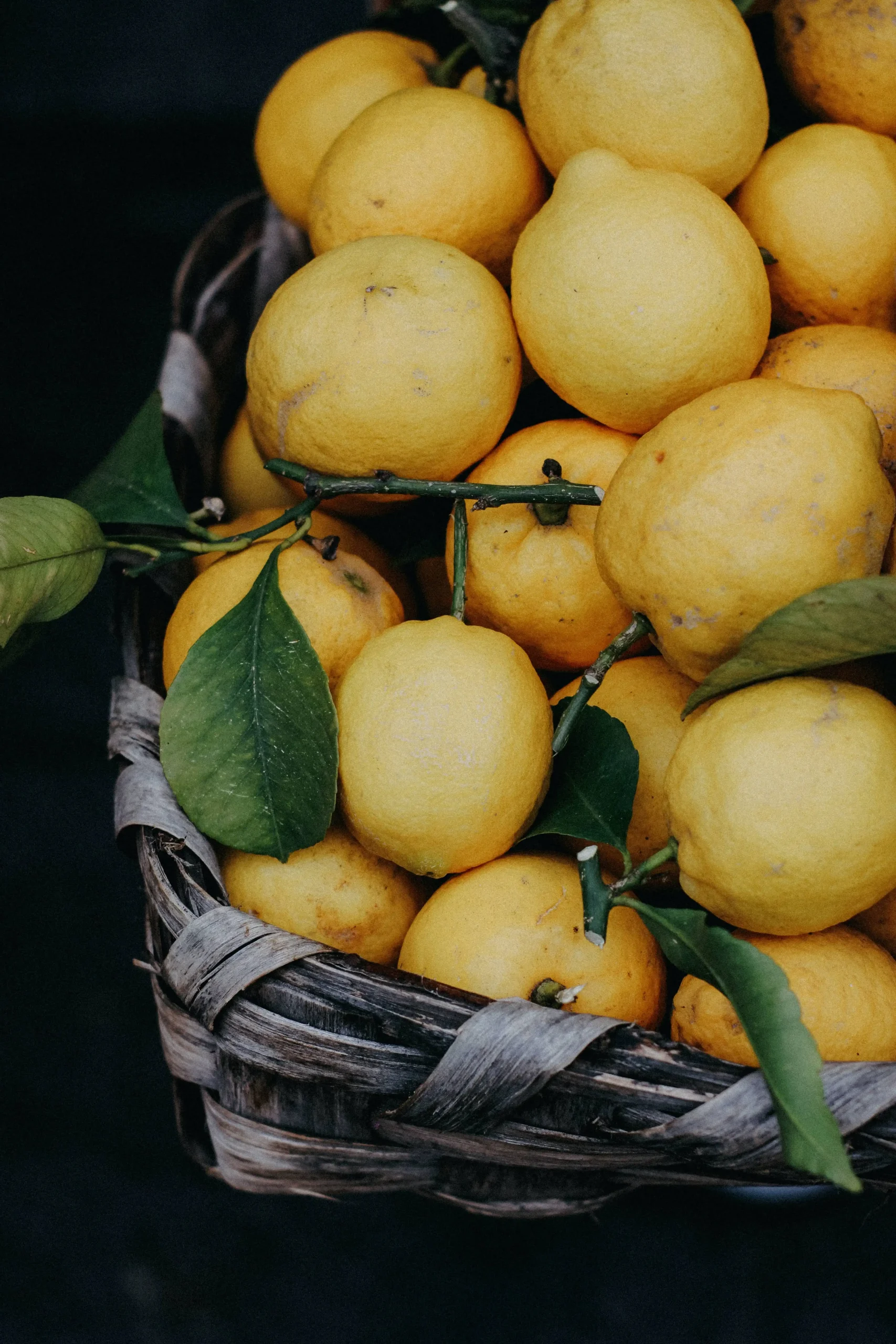 Fresh Menton lemons hand-picked for villa chef services in South of France.